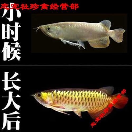 20公分紅龍魚有哪些品種，20公分紅龍魚有哪些品種，有哪些品種？