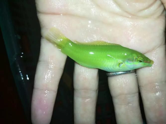 綠龍魚在水族箱中的生長情況如何？，理想水族箱造景規劃