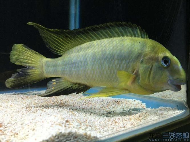 綠龍魚在水族箱中的生長情況如何？，理想水族箱造景規劃