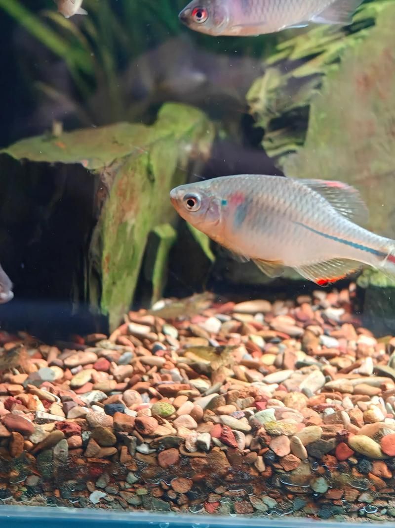 小型魚，小型魚的搜索