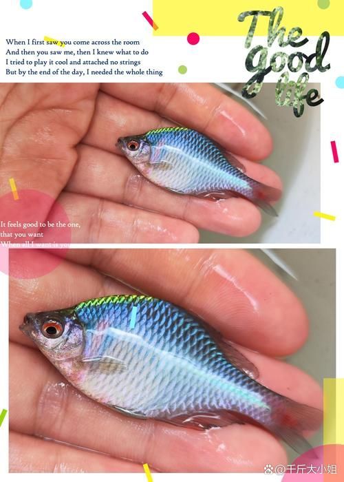 小型魚，小型魚的搜索