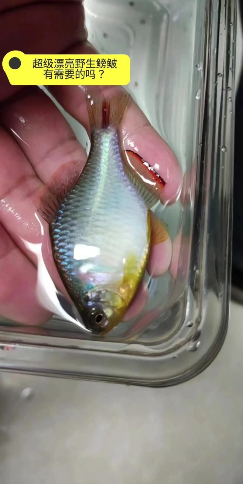 小型魚，小型魚的搜索