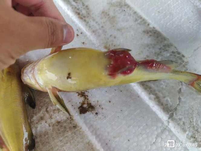 腹水魚(yú)最簡(jiǎn)單三個(gè)處理，腹水魚(yú)最簡(jiǎn)單三個(gè)處理方法