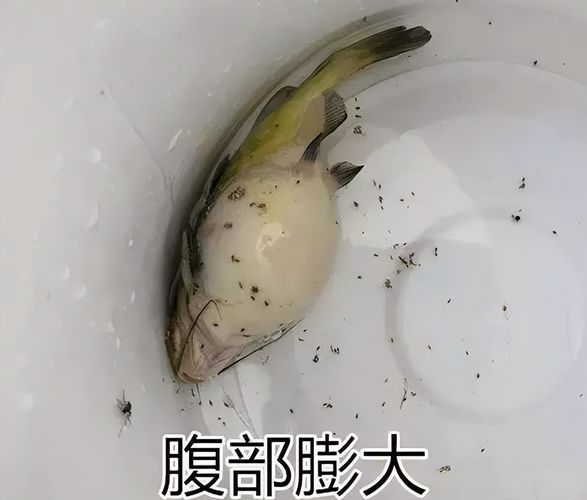 腹水魚(yú)最簡(jiǎn)單三個(gè)處理，腹水魚(yú)最簡(jiǎn)單三個(gè)處理方法