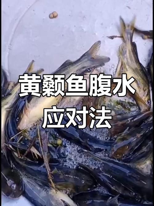 腹水魚(yú)最簡(jiǎn)單三個(gè)處理，腹水魚(yú)最簡(jiǎn)單三個(gè)處理方法