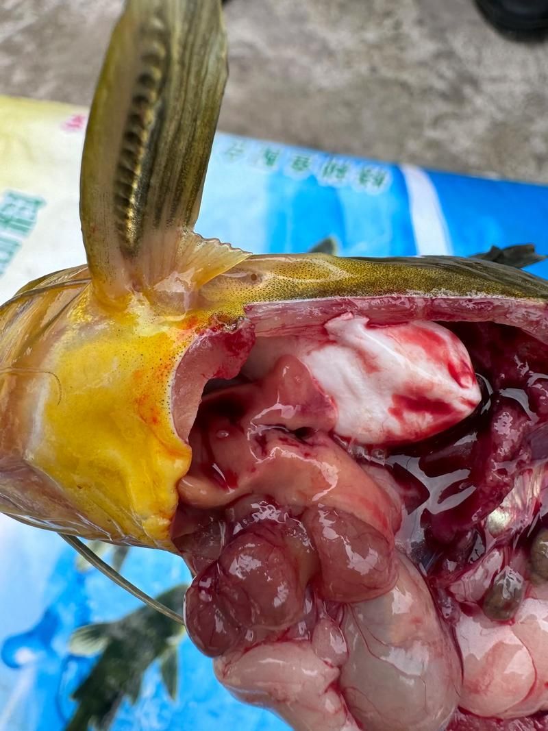 腹水魚(yú)最簡(jiǎn)單三個(gè)處理，腹水魚(yú)最簡(jiǎn)單三個(gè)處理方法