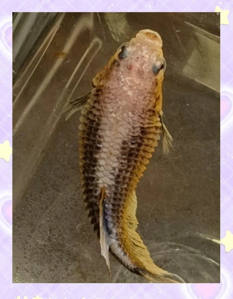 腹水魚(yú)最簡(jiǎn)單三個(gè)處理，腹水魚(yú)最簡(jiǎn)單三個(gè)處理方法