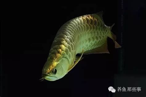 如何判斷龍魚的品相是否符合拍賣標準？，如何判斷一條龍魚的品相是否符合拍賣標準