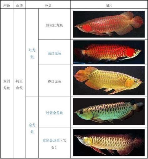 如何判斷龍魚的品相是否符合拍賣標準？，如何判斷一條龍魚的品相是否符合拍賣標準
