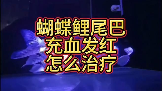 魚尾充血多久會恢復(fù)，魚尾充血多久會恢復(fù)正常魚尾充血多久會恢復(fù)正常