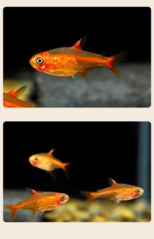玫瑰銀版魚發情時有何表現？，玫瑰銀版魚（噴火燈魚（噴火燈魚）發情筆記（hyphessobryconamandae）