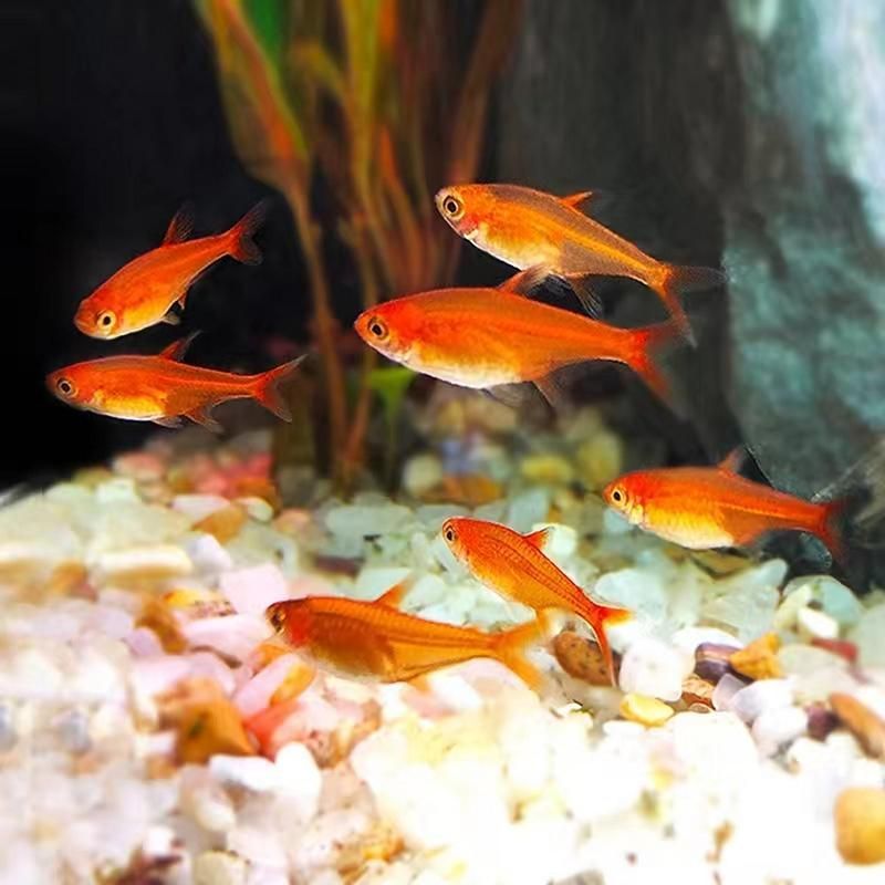 玫瑰銀版魚發情時有何表現？，玫瑰銀版魚（噴火燈魚（噴火燈魚）發情筆記（hyphessobryconamandae）