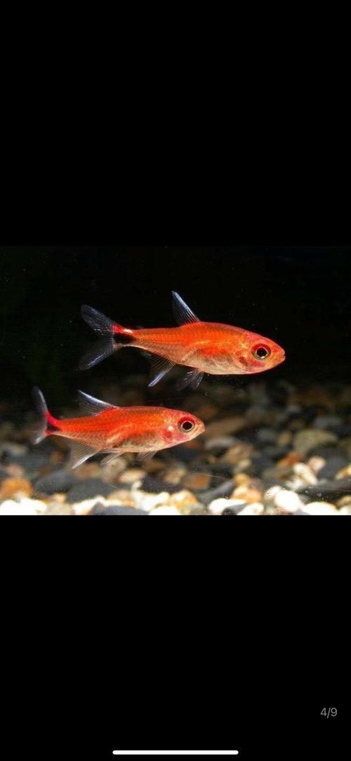 玫瑰銀版魚發情時有何表現？，玫瑰銀版魚（噴火燈魚（噴火燈魚）發情筆記（hyphessobryconamandae）
