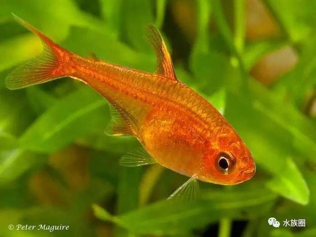 玫瑰銀版魚發情時有何表現？，玫瑰銀版魚（噴火燈魚（噴火燈魚）發情筆記（hyphessobryconamandae）