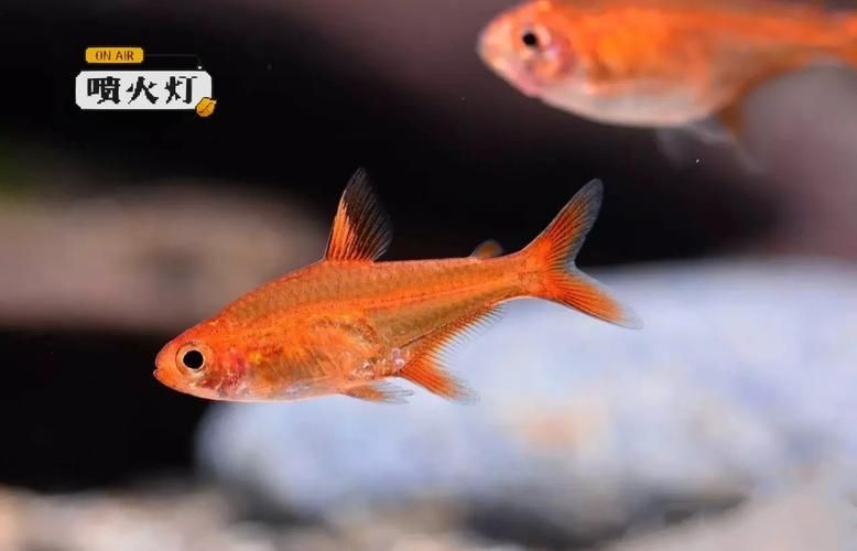 玫瑰銀版魚發情時有何表現？，玫瑰銀版魚（噴火燈魚（噴火燈魚）發情筆記（hyphessobryconamandae）