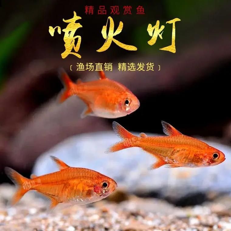 玫瑰銀版魚發情時有何表現？，玫瑰銀版魚（噴火燈魚（噴火燈魚）發情筆記（hyphessobryconamandae）