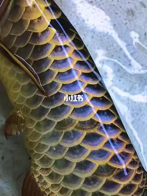 古典金龍魚圖片，古典金龍魚的價格是多少