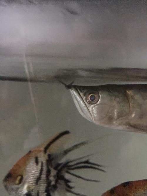 給我一些龍魚蒙眼初期的高清圖片，給我一些龍魚蒙眼初期的高清圖片,展開,龍魚蒙眼是一種常見的眼部疾病
