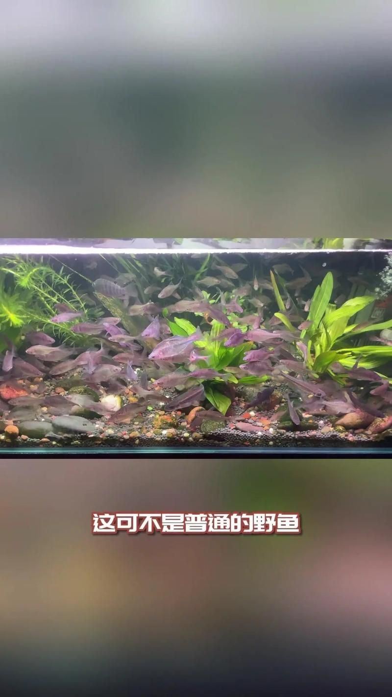 彩鰈和森森哪個更值得購買？，彩鰈和“森森”哪個更值得購買彩鰈