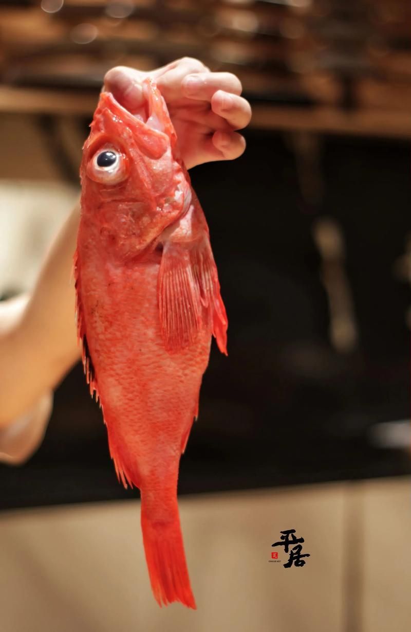給我一些紅色魚的圖片，給我一些紅色魚的圖片,紅色魚因其鮮艷的色澤和吉祥寓意