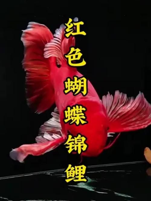 給我一些紅色魚的圖片，給我一些紅色魚的圖片,紅色魚因其鮮艷的色澤和吉祥寓意
