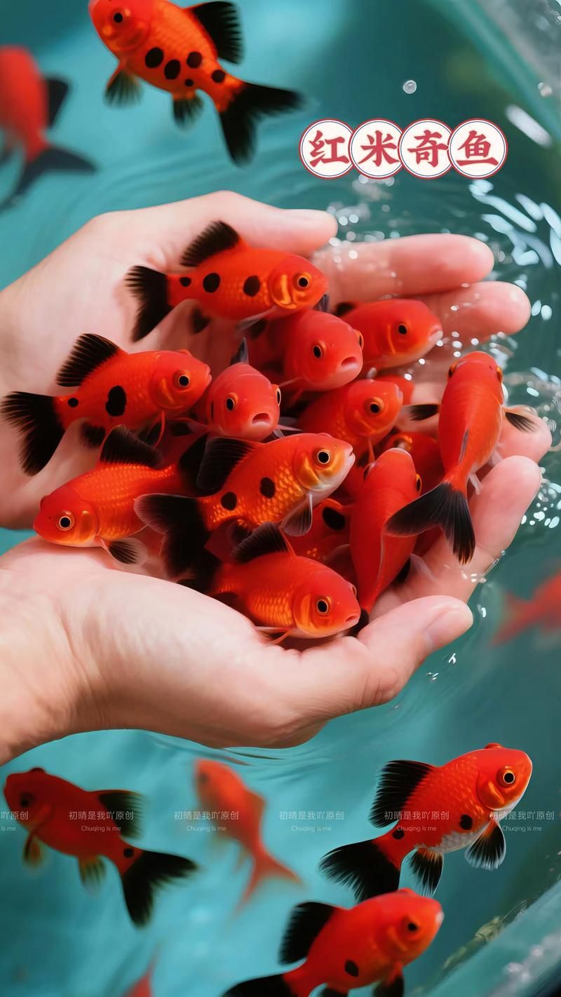 給我一些紅色魚的圖片，給我一些紅色魚的圖片,紅色魚因其鮮艷的色澤和吉祥寓意