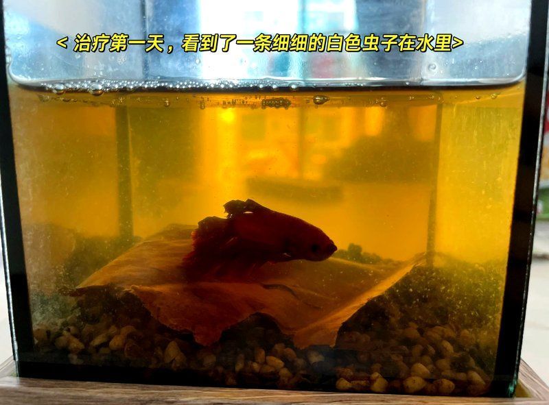有哪些藥物可以幫助恢復(fù)魚的食欲