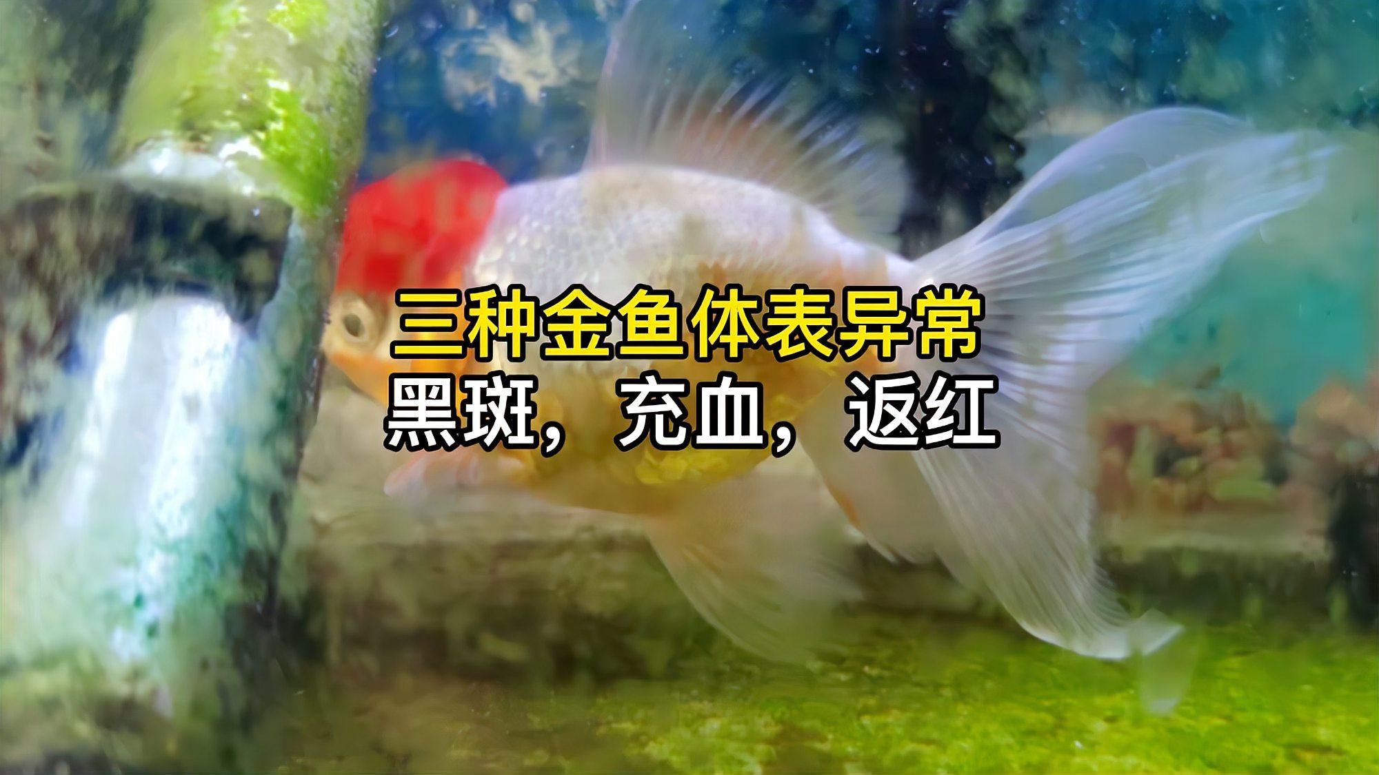金魚充血會自愈嗎，金魚充血能自愈嗎