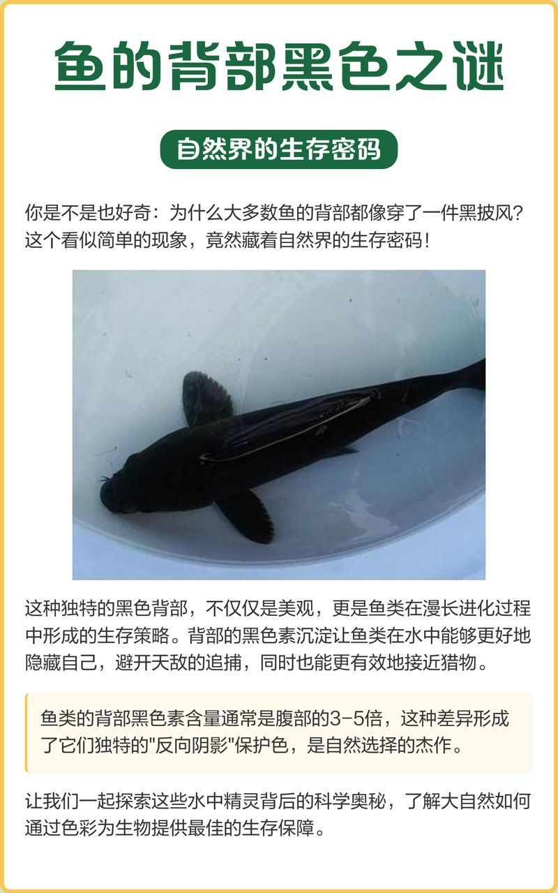 如何判斷過背金龍魚是否生病？，如何判斷過背金龍魚是否生病
