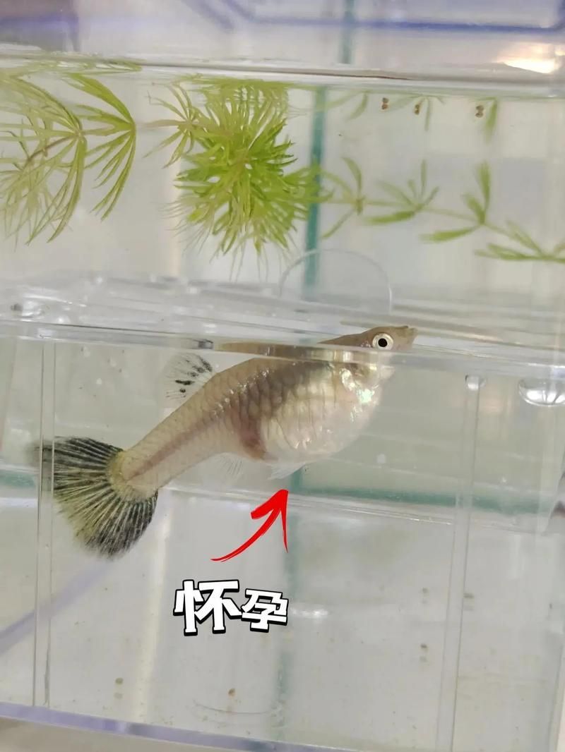 如何判斷魚腹水是否自愈，如何判斷魚腹水是否可以自愈