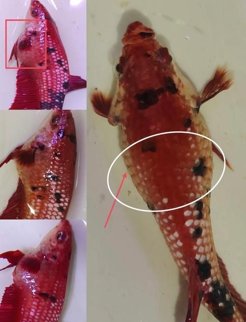 如何判斷魚腹水是否自愈，如何判斷魚腹水是否可以自愈