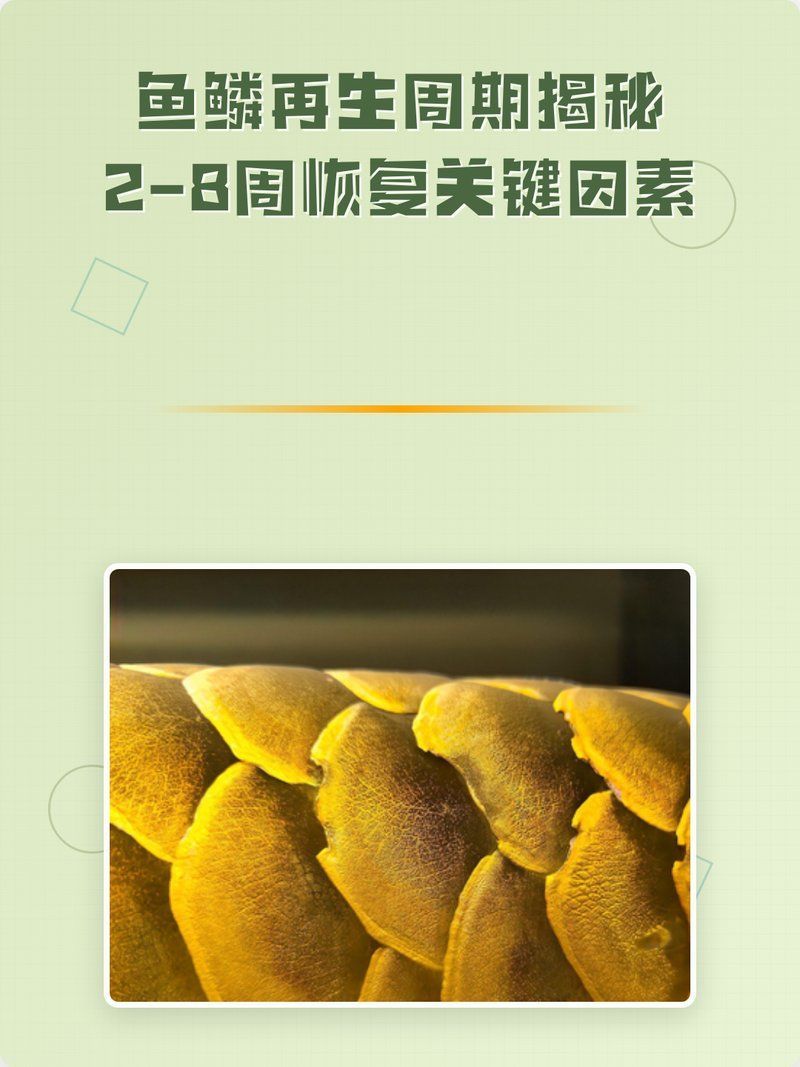 龍魚爛鱗拔除后多久能長出新鱗？，龍魚爛鱗拔除后多久能長出新鱗，龍魚爛鱗后多久開始喂食