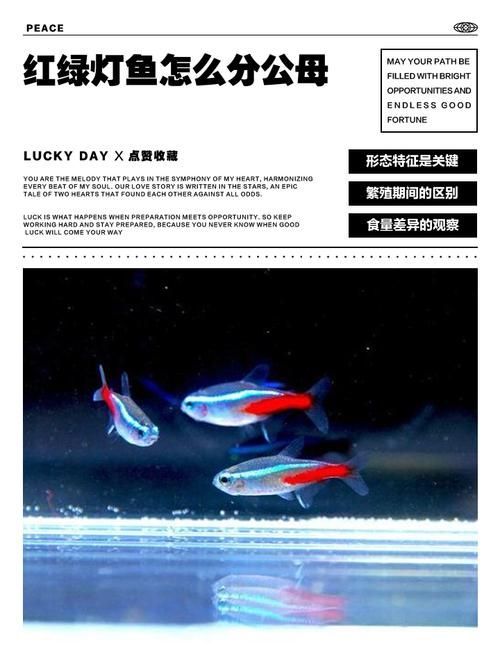 有哪些適合共養的魚種推薦，富媒體組件查詢之金龍魚混養