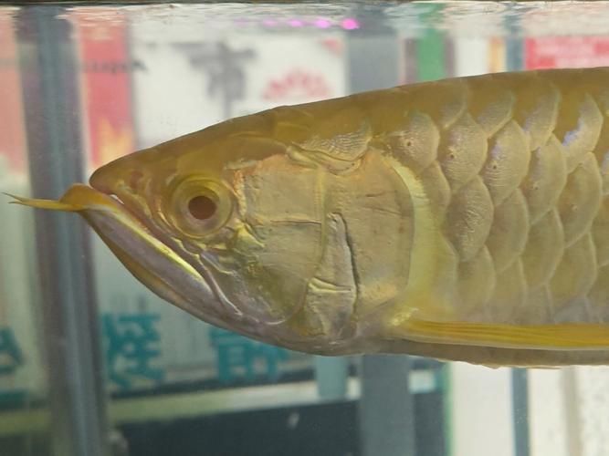 哪里可以買到正宗的黃化龍魚？，京東上哪些店鋪銷售黃化龍魚百度優選百度優選推薦