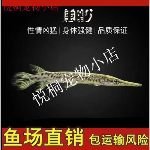 哪里可以買到正宗的黃化龍魚？，京東上哪些店鋪銷售黃化龍魚百度優選百度優選推薦