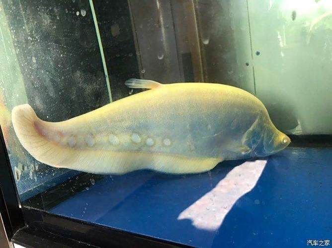 哪里可以買到正宗的黃化龍魚？，京東上哪些店鋪銷售黃化龍魚百度優選百度優選推薦