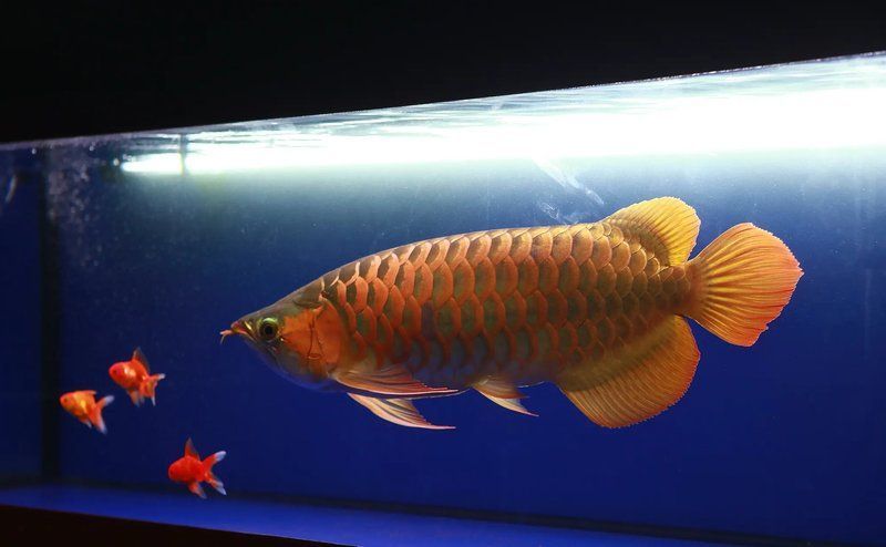 如何改善龍魚的飼養環境以促進胡須再生？，如何改善龍魚的飼養環境以促進胡須再生的科學指南