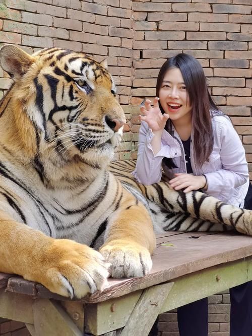 泰國(guó)虎，泰國(guó)虎與孟加拉虎（pantheratigriscorbetti）