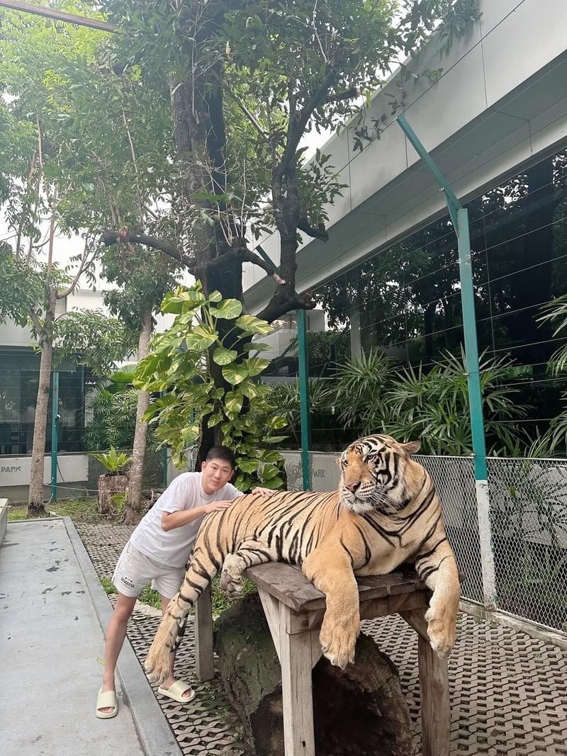 泰國(guó)虎，泰國(guó)虎與孟加拉虎（pantheratigriscorbetti）