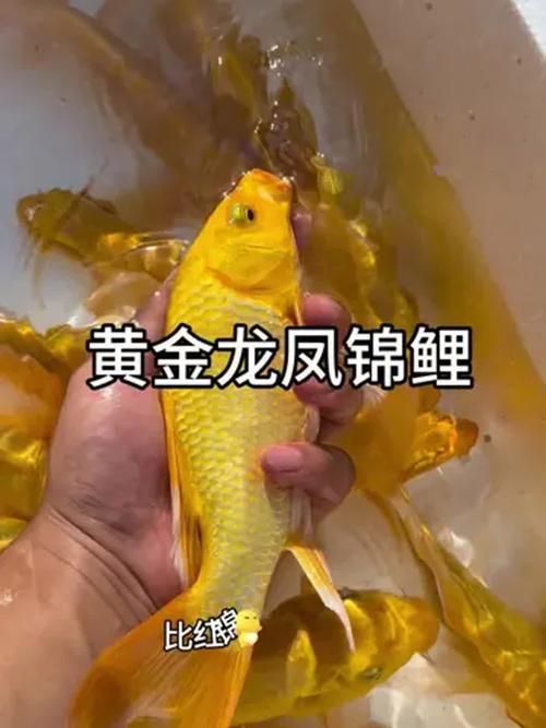 龍鳳龍魚(yú)有哪些品種？，龍鳳魚(yú)與錦鯉的對(duì)比清單，龍魚(yú)與錦鯉的對(duì)比清單