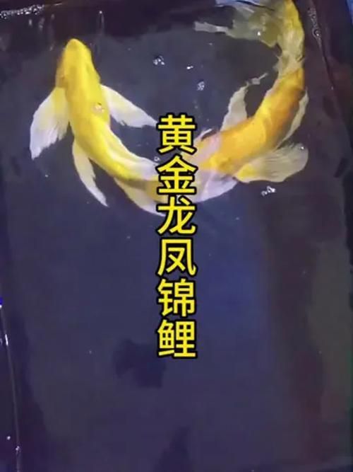 龍鳳龍魚(yú)有哪些品種？，龍鳳魚(yú)與錦鯉的對(duì)比清單，龍魚(yú)與錦鯉的對(duì)比清單