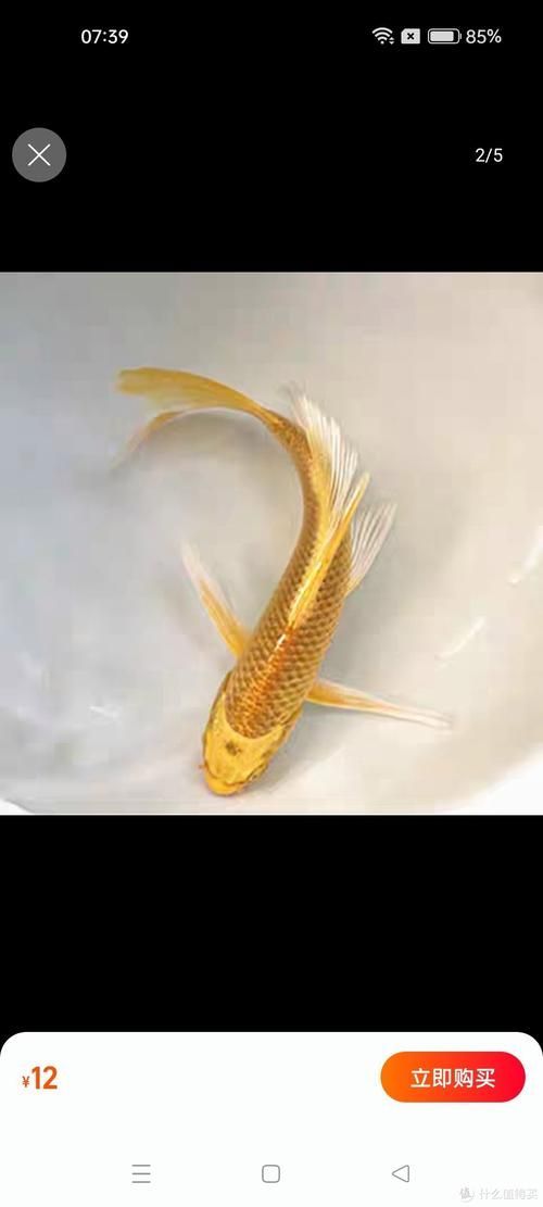 龍鳳龍魚(yú)有哪些品種？，龍鳳魚(yú)與錦鯉的對(duì)比清單，龍魚(yú)與錦鯉的對(duì)比清單