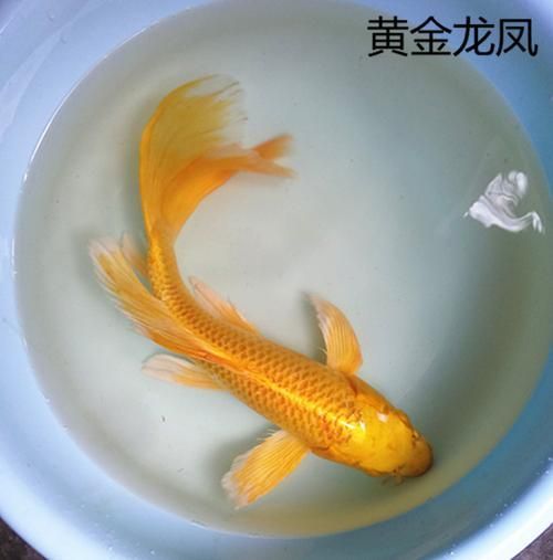 龍鳳龍魚(yú)有哪些品種？，龍鳳魚(yú)與錦鯉的對(duì)比清單，龍魚(yú)與錦鯉的對(duì)比清單