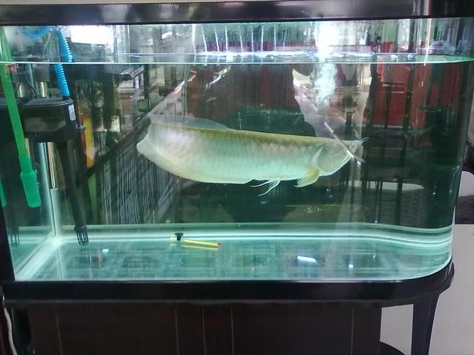 銀龍魚(yú)在客廳的最佳擺放位置，銀龍魚(yú)在客廳擺放多久見(jiàn)效