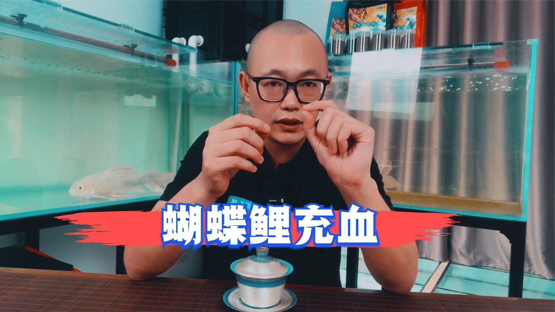 哪種藥物對魚尾充血最有效，魚尾充血怎么辦