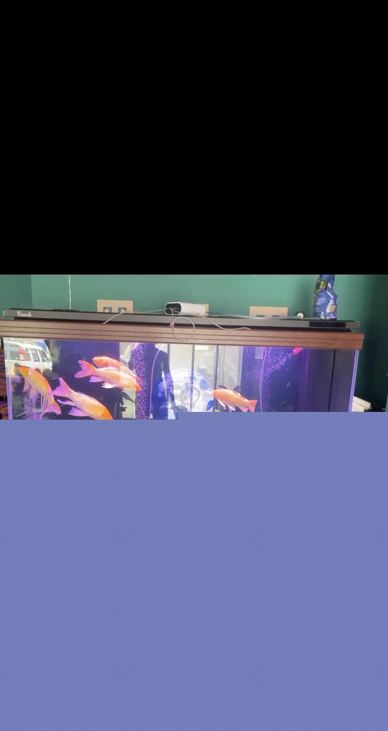 有哪些口碑好的龍魚(yú)缸品牌？