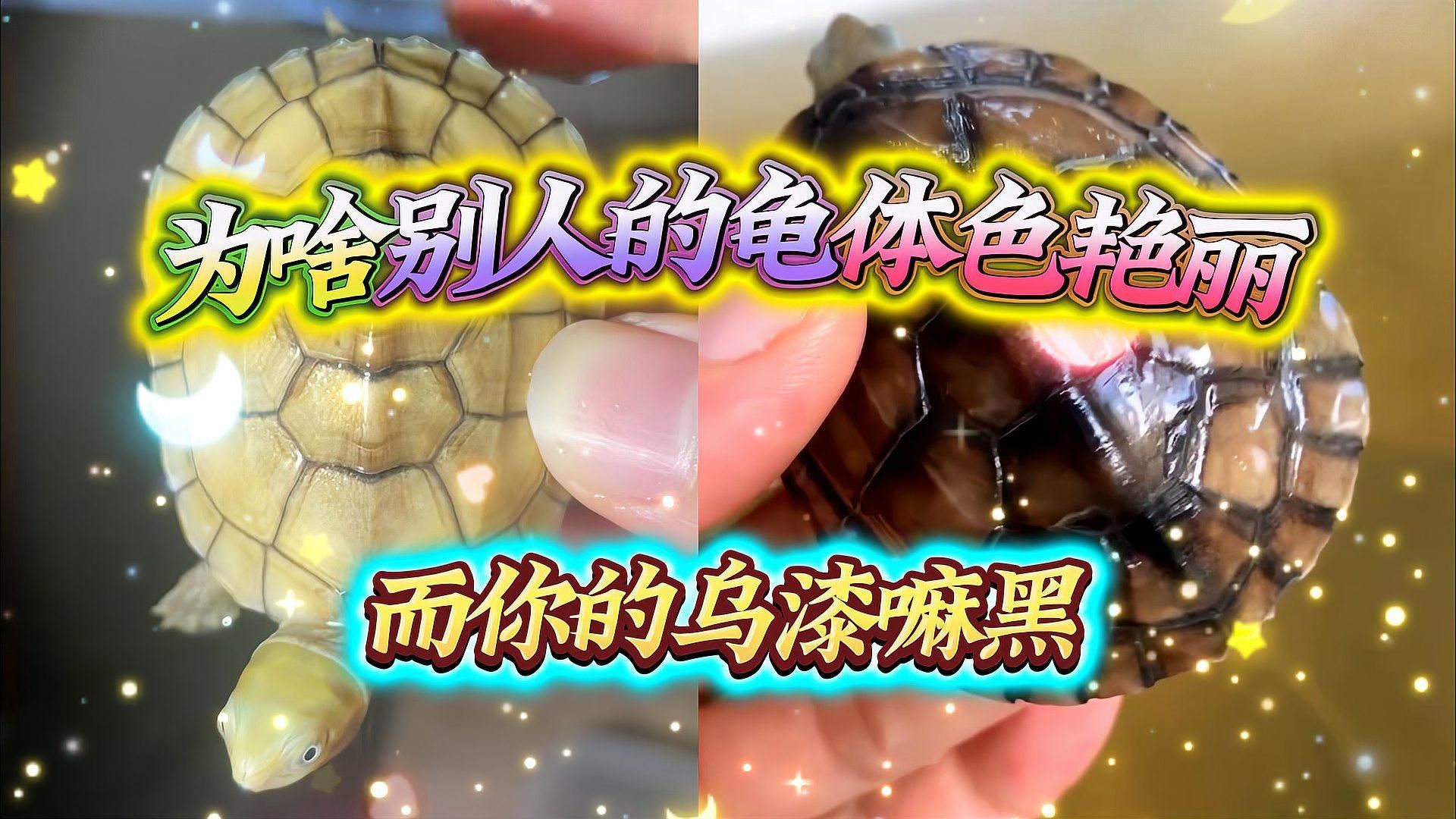龜類色彩變化的影響因素，鉆石女神經小青龜發色秘籍:龜類色彩變化的影響因素