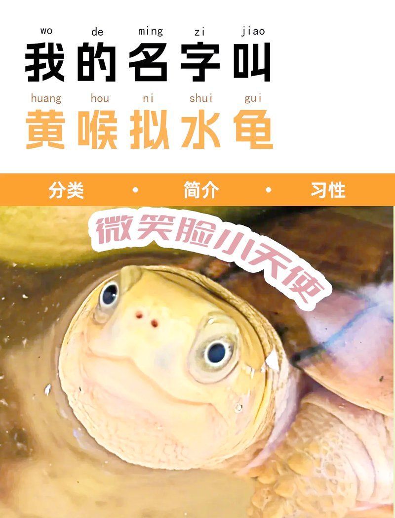 龜類色彩變化的影響因素，鉆石女神經小青龜發色秘籍:龜類色彩變化的影響因素