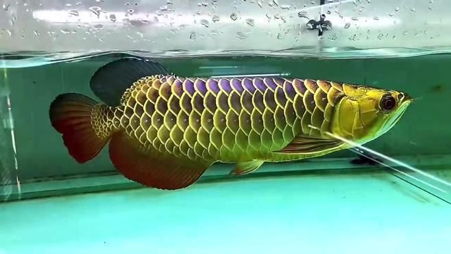 有哪些著名的紫底金龍魚個體，紫底金龍魚個體紫底金龍魚鑒賞指南