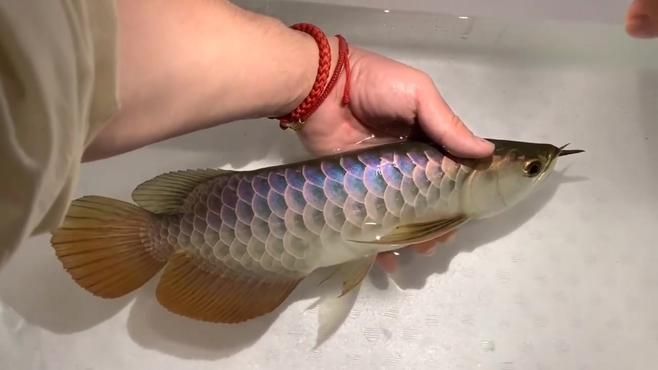 有哪些著名的紫底金龍魚個體，紫底金龍魚個體紫底金龍魚鑒賞指南